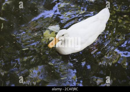 Foto ad alto angolo di un'anatra pekin bianca americana che nuota in uno stagno Foto Stock