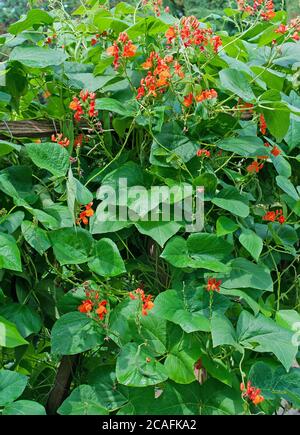 Fagioli verdi in fiore nel giardino Foto Stock