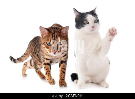 gatto bengala e gatto feriale davanti a sfondo bianco Foto Stock