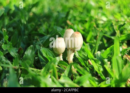 Mane tre dei funghi Shaggy Mane di forma ovale bianca che crescono sul prato del cortile Foto Stock