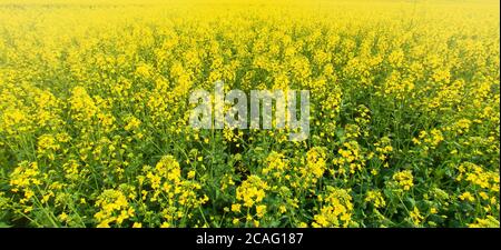 Paesaggio di campi di fiori di senape al mattino, fioritura di fiori di senape giallo in una valle all'alba, fiori di senape luminoso. Foto Stock