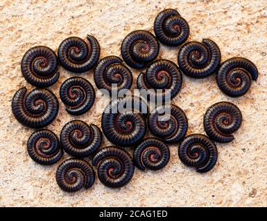 Millipedes portoghesi neri (Ommatoiulus moreleti) in posizioni difensive. Marzo 2010. Nuriootpa. Australia del Sud. Australia. Foto Stock