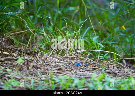 Primo tentativo di costruzione di tower da parte di maschio immaturo Satin Bowerbird (Ptilonorhynchus violaceus). Maggio 2010. Hopkins Creek. Nuovo Galles del Sud. Australia. Foto Stock