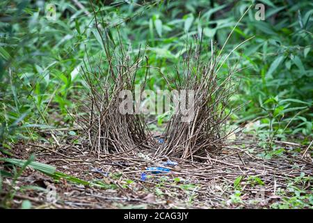 Bower di Satin Bowerbird maschio immaturo (Ptilonorhynchus violaceus). 3 giorni di costruzione. Maggio 2010. Hopkins Creek. Nuovo Galles del Sud. Australia. Foto Stock