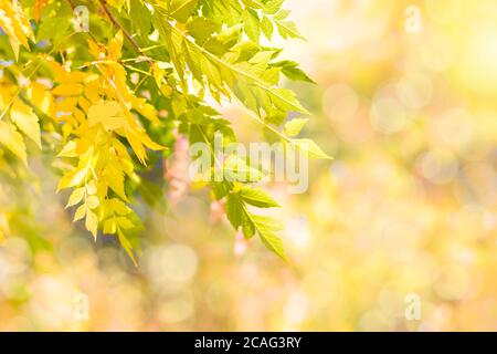 Ramo autunnale con foglie di faggio decorare bella natura bokeh sfondo copia spazio luogo per testo Ciao autunno, settembre, ottobre, novembre Foto Stock