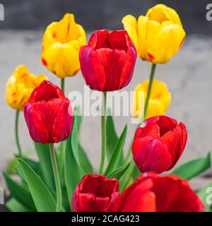 Tulipani colorati di colore giallo e rosso crescono con foglie verdi sulla trama. Tulipani rossi e gialli Foto Stock