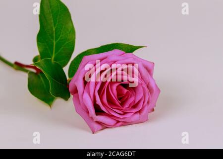 Rosa rosa con foglie verdi isolate su sfondo bianco. Foto Stock