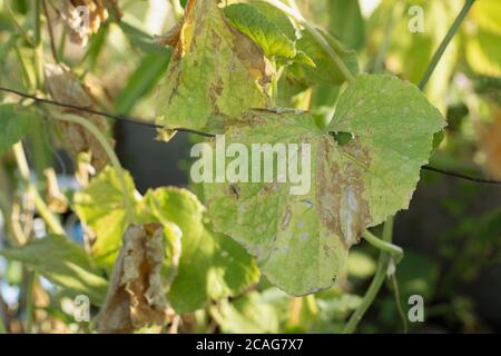 Parassita ha danneggiato il congedo di cetriolo causato da insetti nocivi, funghi delle piante, crampi e altre malattie del batterio. Foto Stock