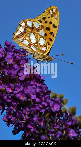 Sieversdorf, Germania. 06 agosto 2020. Una piccola farfalla madreperla (Issoria lathonia) cerca nettare sui fiori di un lilla farfalla, noto anche come la farfalla. La farfalla deve il suo nome alle grandi macchie bianche sul lato inferiore delle sue ali, che ricordano la madre-della-perla. Credit: Patrick Pleul/dpa-Zentralbild/ZB/dpa/Alamy Live News Foto Stock