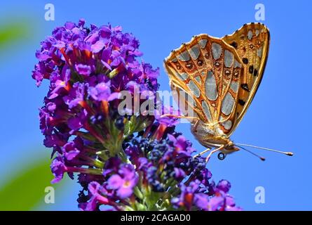 Sieversdorf, Germania. 06 agosto 2020. Una piccola farfalla madreperla (Issoria lathonia) cerca nettare sui fiori di un lilla farfalla, noto anche come la farfalla. La farfalla deve il suo nome alle grandi macchie bianche sul lato inferiore delle sue ali, che ricordano la madre-della-perla. Credit: Patrick Pleul/dpa-Zentralbild/ZB/dpa/Alamy Live News Foto Stock