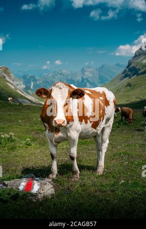 Una mucca Simmental svizzera a Soustal, Berner Oberland Foto Stock