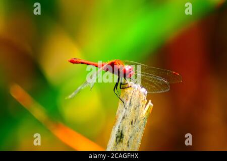 Darter maschio con venature rosse Foto Stock