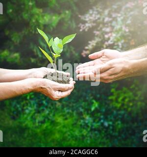 Mani giovani e senior che tengono verde pianta. La donna anziana con le mani rughe dà una pianta verde ad un giovane uomo in luce del sole, sfondo verde offuscato Foto Stock