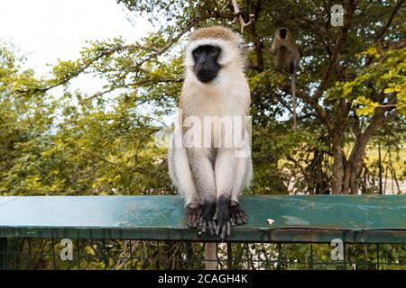 Scimmia Vervet seduta su una recinzione nel Parco Nazionale Tarangire in Tanzania, Africa Foto Stock