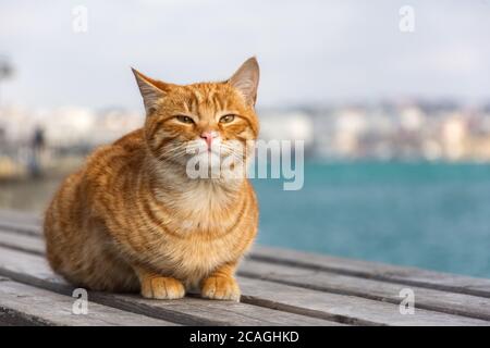 Un gatto rosso si siede sullo sfondo del mare e guarda direttamente nella macchina fotografica. Un bel gatto tabby con occhi sorpresi. Ritratto di una giovane divisa rossa Foto Stock