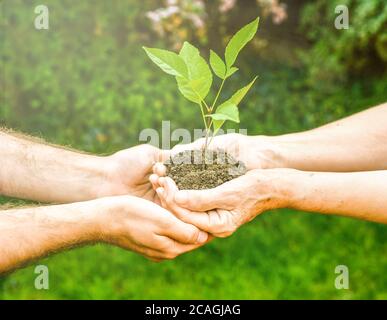 Mani giovani e senior che tengono verde pianta. La donna anziana con le mani rughe dà una pianta verde ad un giovane uomo in luce del sole, sfondo verde offuscato Foto Stock