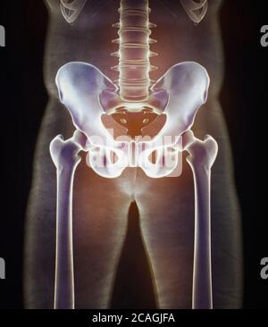 Osso Illium, osso dell'anca o bacino. Anatomia umana, raggi X struttura scheletrica ossea. Illustrazione 3D. Foto Stock