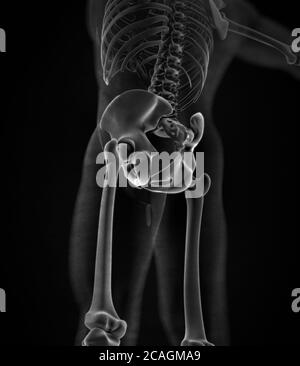 Osso ilium, osso dell'anca o bacino. Anatomia umana, raggi X struttura scheletrica ossea. Illustrazione 3D. Foto Stock