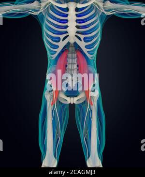 Illustrazione anatomica medica del muscolo psoas. illustrazione 3d Foto Stock