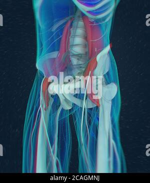 Illustrazione anatomica medica del muscolo psoas. illustrazione 3d Foto Stock