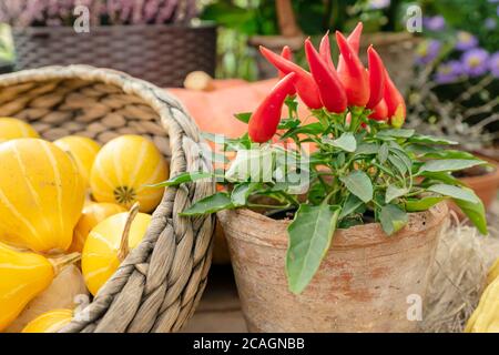 I piccoli peperoni rossi di jalapeno crescono nel cesto accanto alle zucche durante la festa della vendemmia. Ortaggi biologici di fattoria. Foto Stock