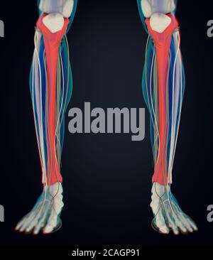 Tibia osso, anatomia umana. Illustrazione 3D. Foto Stock