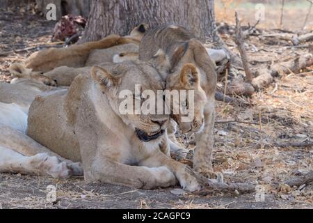 Leone cucciolo, Panthera leo, primo piano carezzando sua madre. South Luangwa National Park, Zambia, Africa. Foto Stock