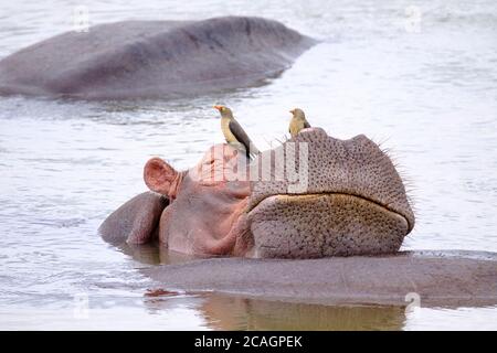 Ippopotamo, Ippopotamo anfibio, ritratto. Rilassatevi nel fiume. Parco Nazionale di Luangwa Sud, Zambia Foto Stock