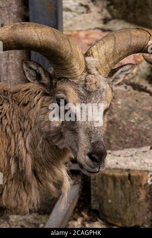 montano RAM con corna, marrone nella zona del Parco, ritratto a due passi Foto Stock