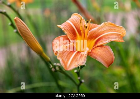 Closeup di Hemerocallis fulva, il giglio di giorno arancione, giglio di giorno awny, giglio di mais, giglio di tigre, giglio di giorno pieno o fiore di giglio di fossa Foto Stock