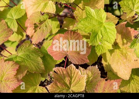 Colori del primo autunno sulle foglie di Robus odoratus, il lampone a fiore viola, il lampone in fiore o il lampone della Virginia, Foto Stock