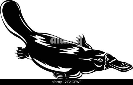 Illustrazione in stile retrò in legno di un platypus ornitorhynchus anatinus, un mammifero semidacqueo endemico endemico dell'Australia nuoto dow Illustrazione Vettoriale