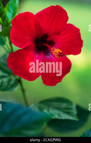 Hibiscus hawaiano rosa-sinensis, rosa cinese, una pianta tropicale fiorente. Natura sfondo. Carta da parati floreale brillante, primo piano con fiore rosso singolo, selec Foto Stock