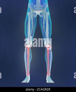 Tibia osso, anatomia umana. Illustrazione 3D. Foto Stock