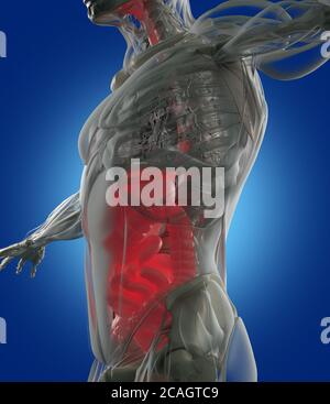 Apparato digerente, anatomia umana, raggi X. illustrazione 3d. Foto Stock