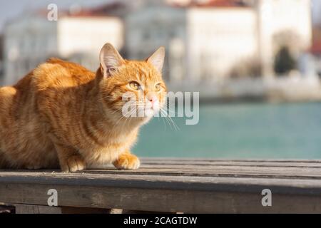 Un gatto rosso si siede sullo sfondo del mare e guarda lontano. Un bel gatto tabby con occhi sorpresi. Ritratto di un giovane gattino rosso sullo sfondo Foto Stock