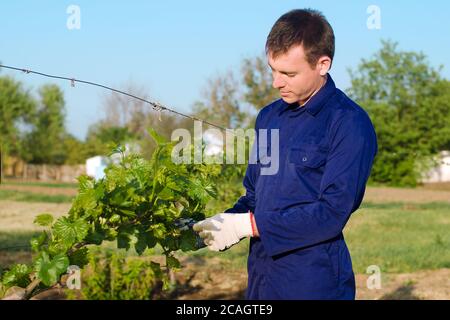 Maschio coltivatore legando uva Foto Stock