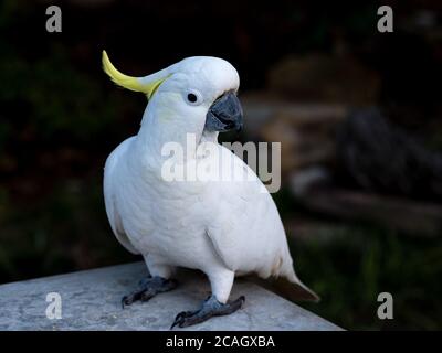 Cockatoo solforato in visita durante il COVID-19 Lockdown Foto Stock