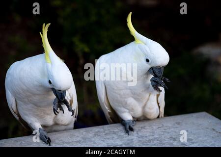 Cockatoo solforato in visita durante il COVID-19 Lockdown Foto Stock