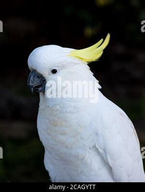 Cockatoo solforato in visita durante il COVID-19 Lockdown Foto Stock