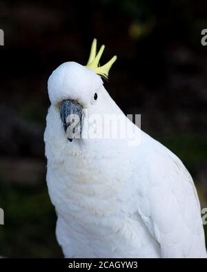 Cockatoo solforato in visita durante il COVID-19 Lockdown Foto Stock