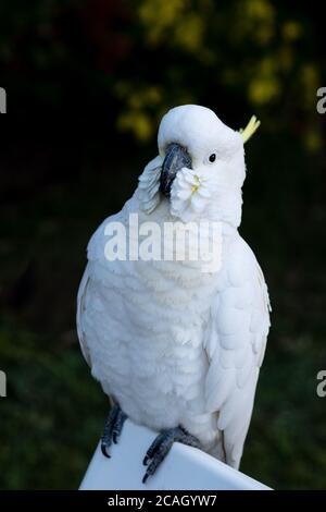 Cockatoo solforato in visita durante il COVID-19 Lockdown Foto Stock