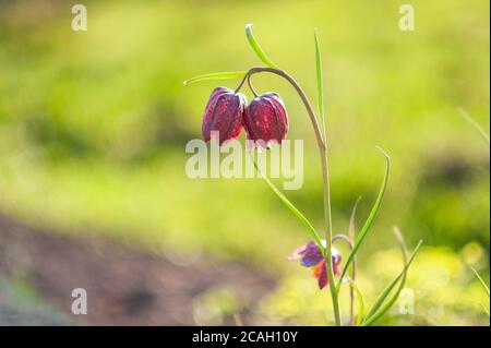 Macro close up immagine del Crimson Star Columbine fiori in un giardino. Foto Stock