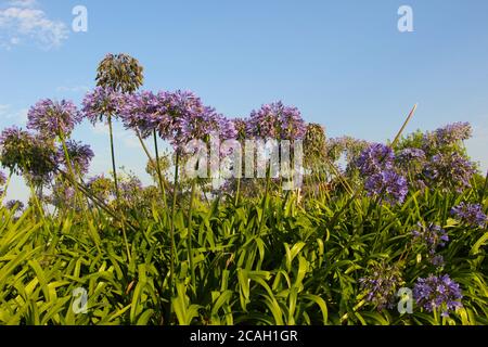 Viola e bianco Agapanthus africanus al sole con verde fogliame passato il loro meglio con le teste di fiore avvizzimento in agosto Santander Cantabria Spagna Foto Stock