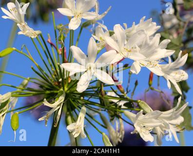 Bianco Agapanthus africanus al sole con verde fogliame passato il loro meglio con le teste di fiori selvaggianti in agosto Santander Cantabria Spagna Foto Stock