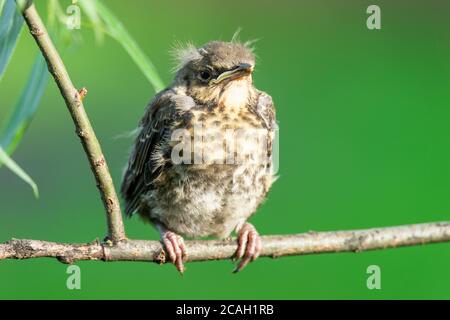 Sul ramo verde dell'albero siede un pulcino giallo-palpato divertente di un thrush di campo. Il concetto di natura. Sfondo verde naturale sfocato, copia sp Foto Stock