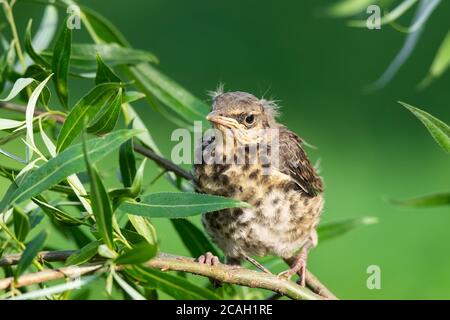 Sul ramo verde dell'albero siede un pulcino giallo-palpato divertente di un thrush di campo. Il concetto di natura. Sfondo verde naturale sfocato, copia sp Foto Stock