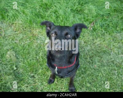 Black Labrador Cross Border Collie seduto in un campo Foto Stock