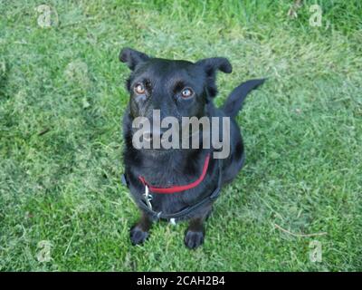 Black Labrador Cross Border Collie seduto in un campo Foto Stock