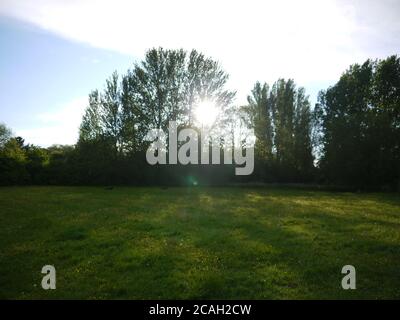 Il sole che si infrange attraverso gli alberi in un campo Foto Stock